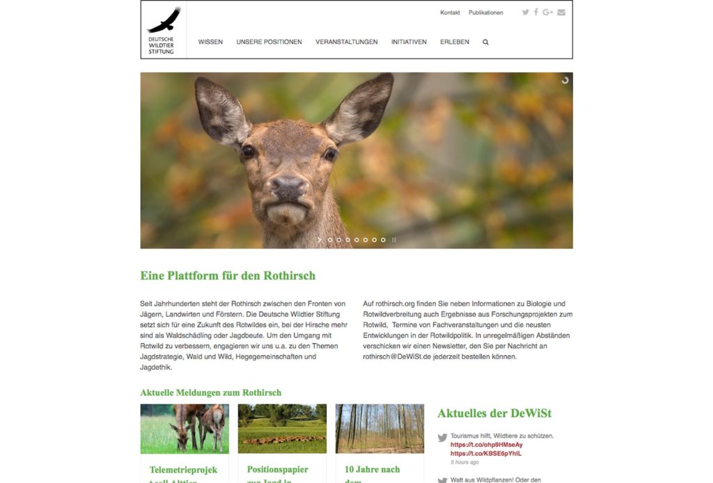 Deutsche Wildtier Stiftung Rothirsch
